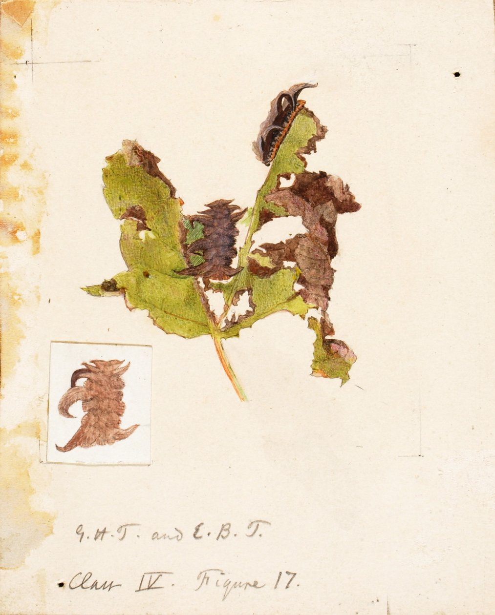 Crumpled Leaf Caterpillar, studie til bogen Concealing Coloration in the Animal Kingdom (Skjult farve i dyreriget) af Emma Beach Thayer