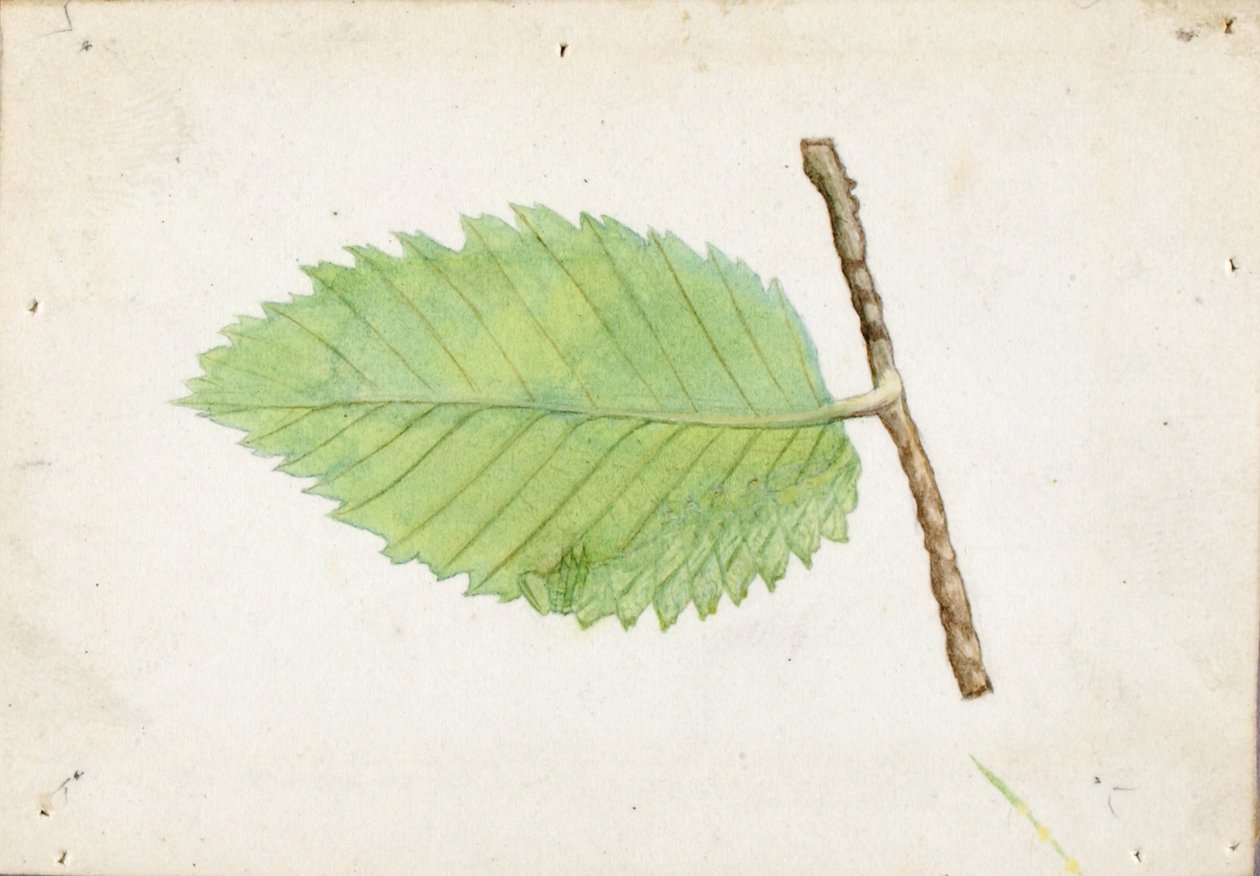 Jagged Leaf Edge Caterpillar, studie til bogen Concealing Coloration in the Animal Kingdom (Skjult farve i dyreriget) af Emma Beach Thayer
