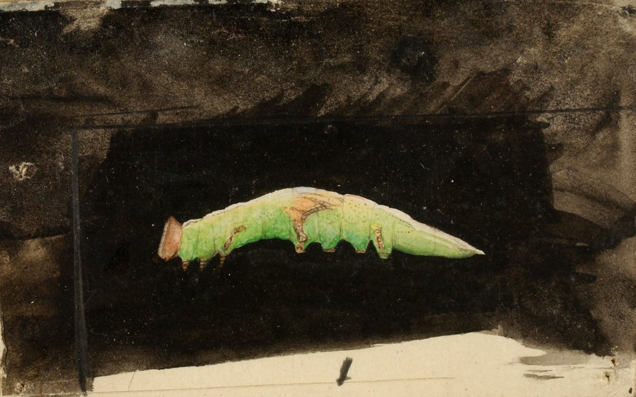 Større spotted Beach Leaf Edge Caterpillar..., slutningen af det 19.-begyndelsen af det 20. århundrede. af Emma Beach Thayer
