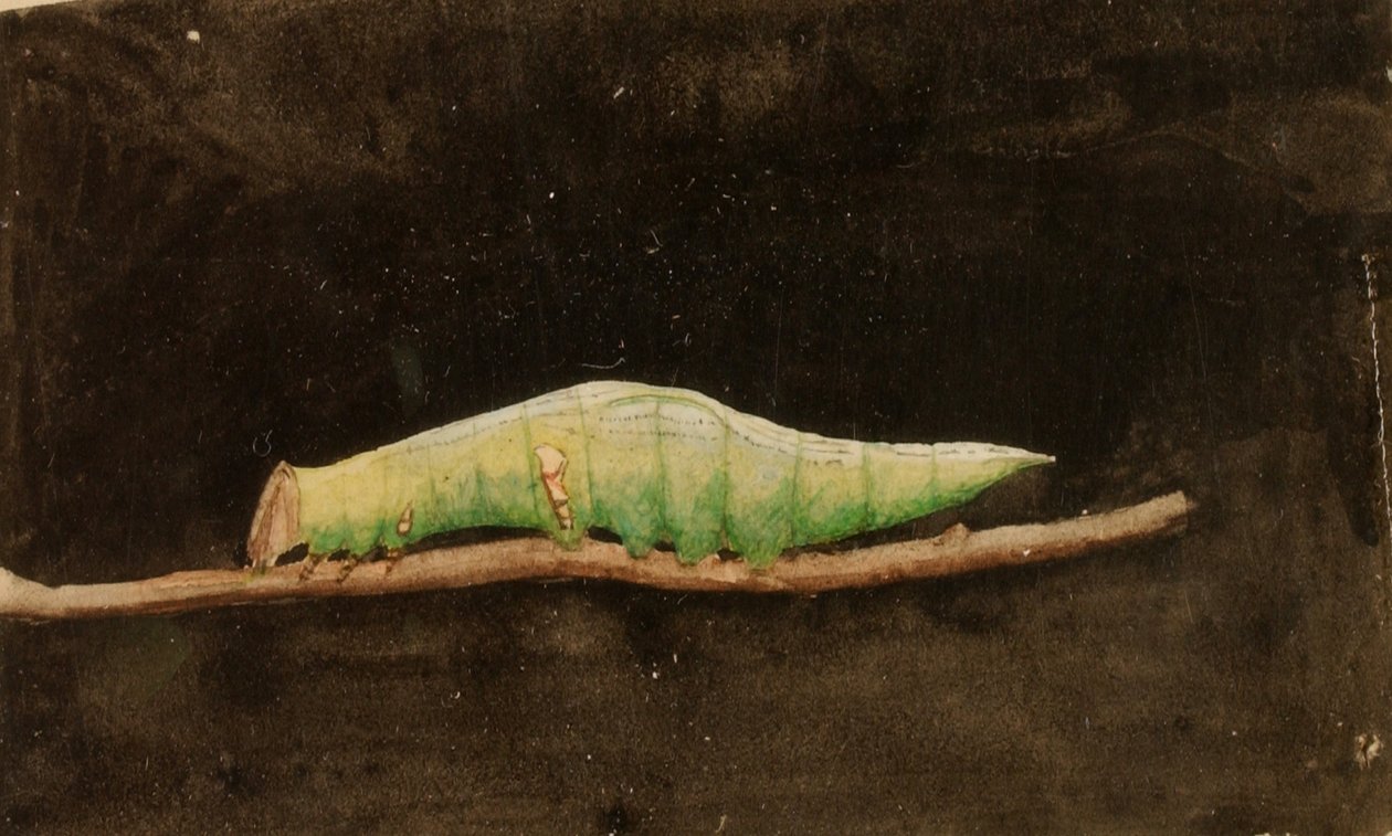 Større spotted Beach Leaf Edge Caterpillar..., slutningen af det 19.-begyndelsen af det 20. århundrede. af Emma Beach Thayer