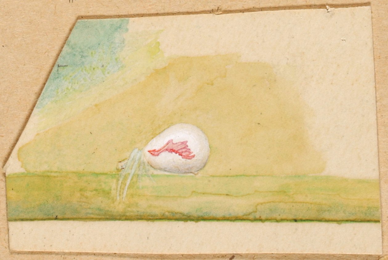 Porcelæn-hvid edderkop, slutningen af det 19.-begyndelsen af det 20. århundrede. af Emma Beach Thayer
