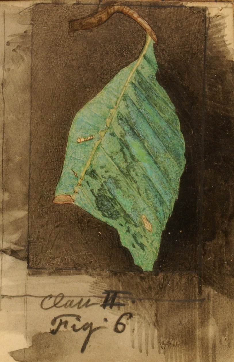 Mindre spotted Beach Leaf Edge Caterpillar..., slutningen af det 19.-begyndelsen af det 20. århundrede. af Emma Beach Thayer