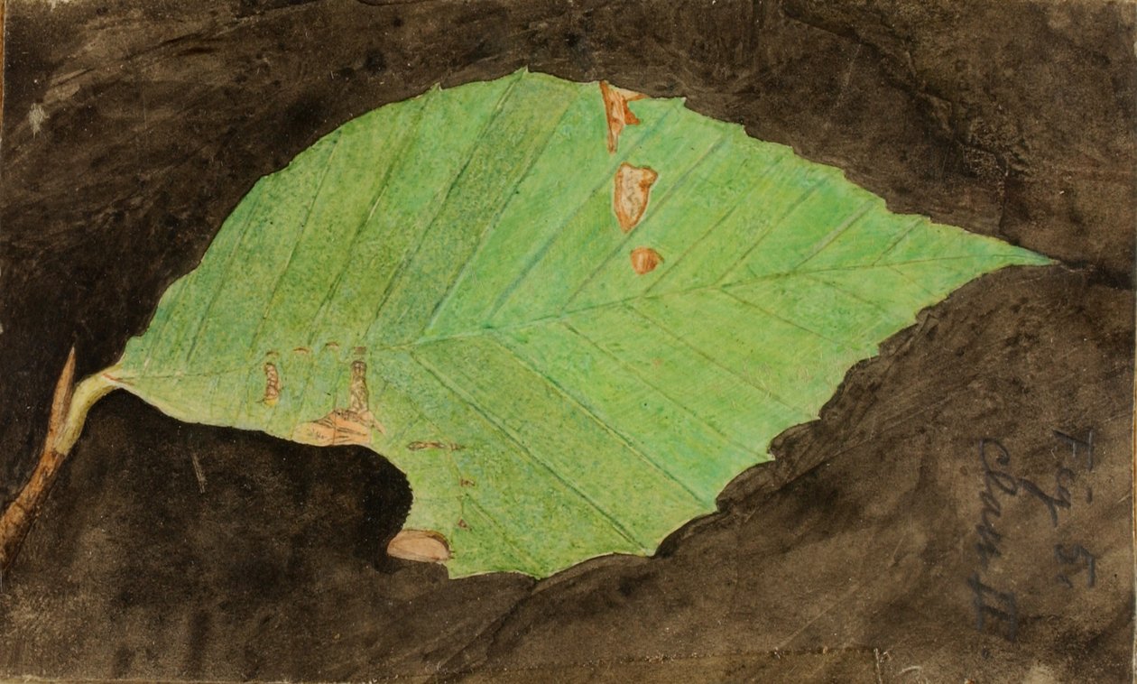 Mindre spotted Beach Leaf Edge Caterpillar..., slutningen af det 19.-begyndelsen af det 20. århundrede. af Emma Beach Thayer