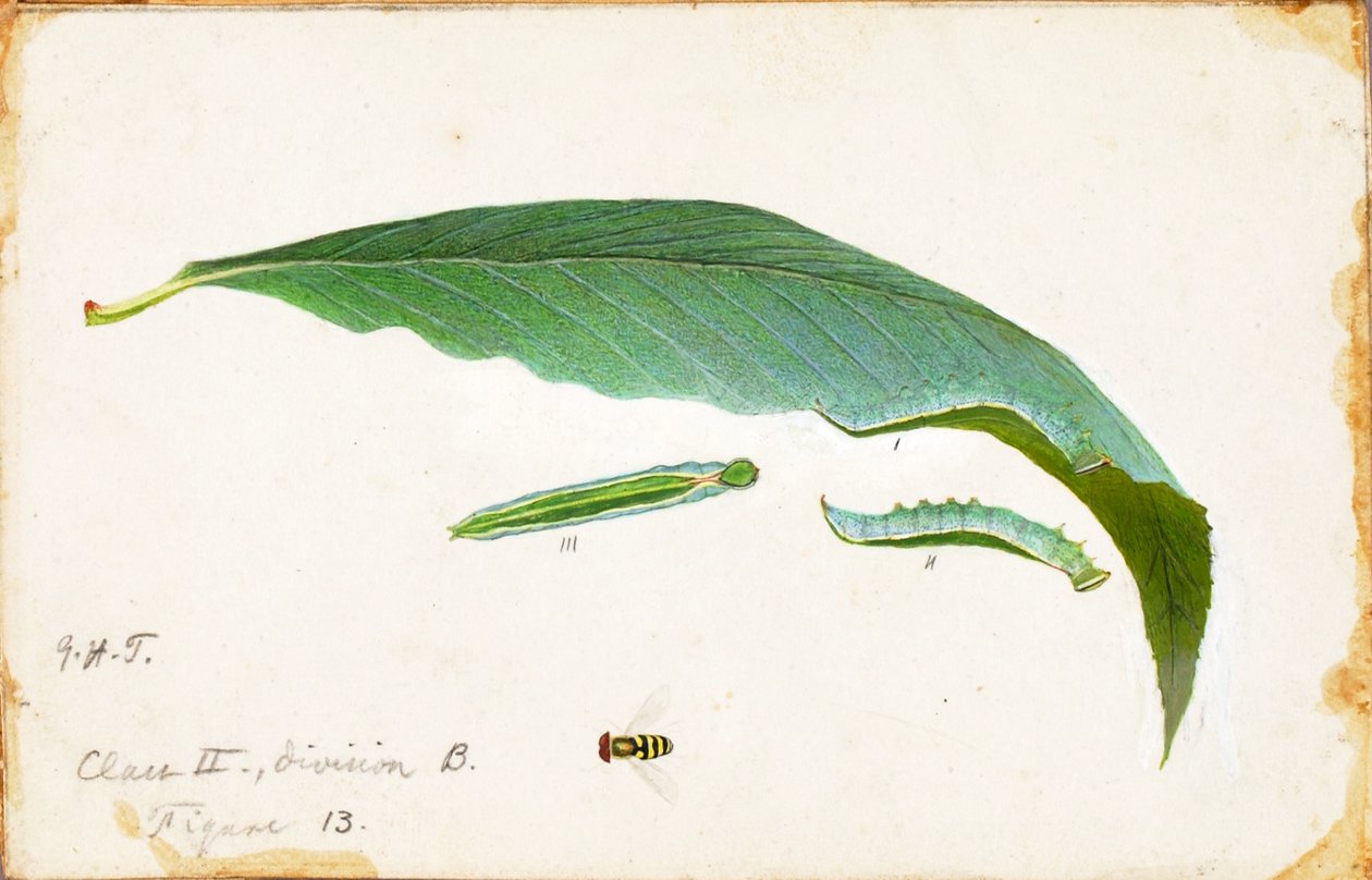Unspotted Beach Leaf Edge Caterpillar..., slutningen af det 19.-begyndelsen af det 20. århundrede. af Emma Beach Thayer