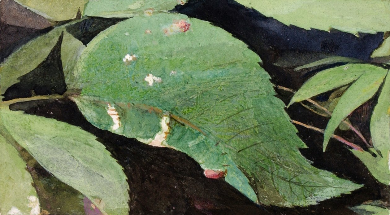 White Birch Leaf Edge Caterpillar..., slutningen af det 19.-begyndelsen af det 20. århundrede. af Emma Beach Thayer
