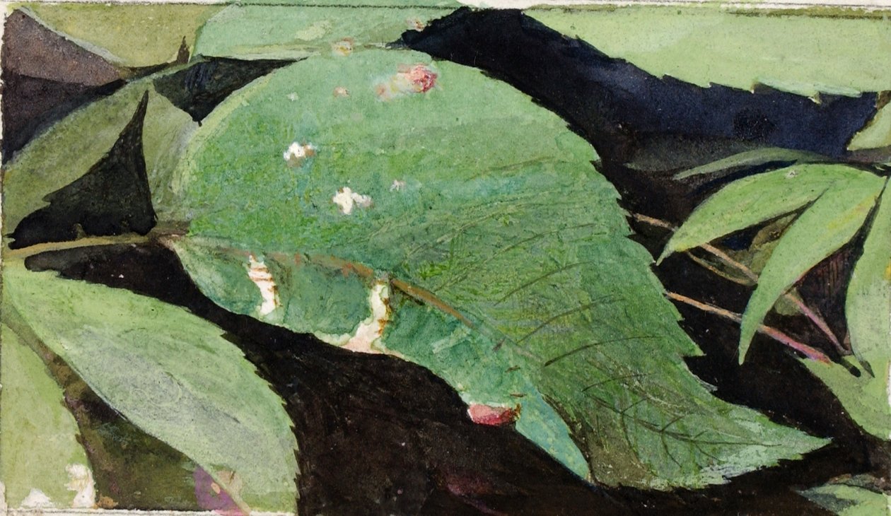 White Birch Leaf Edge Caterpillar, studie til bogen Concealing Coloration in the Animal Kingdom (Skjult farve i dyreriget) af Emma Beach Thayer