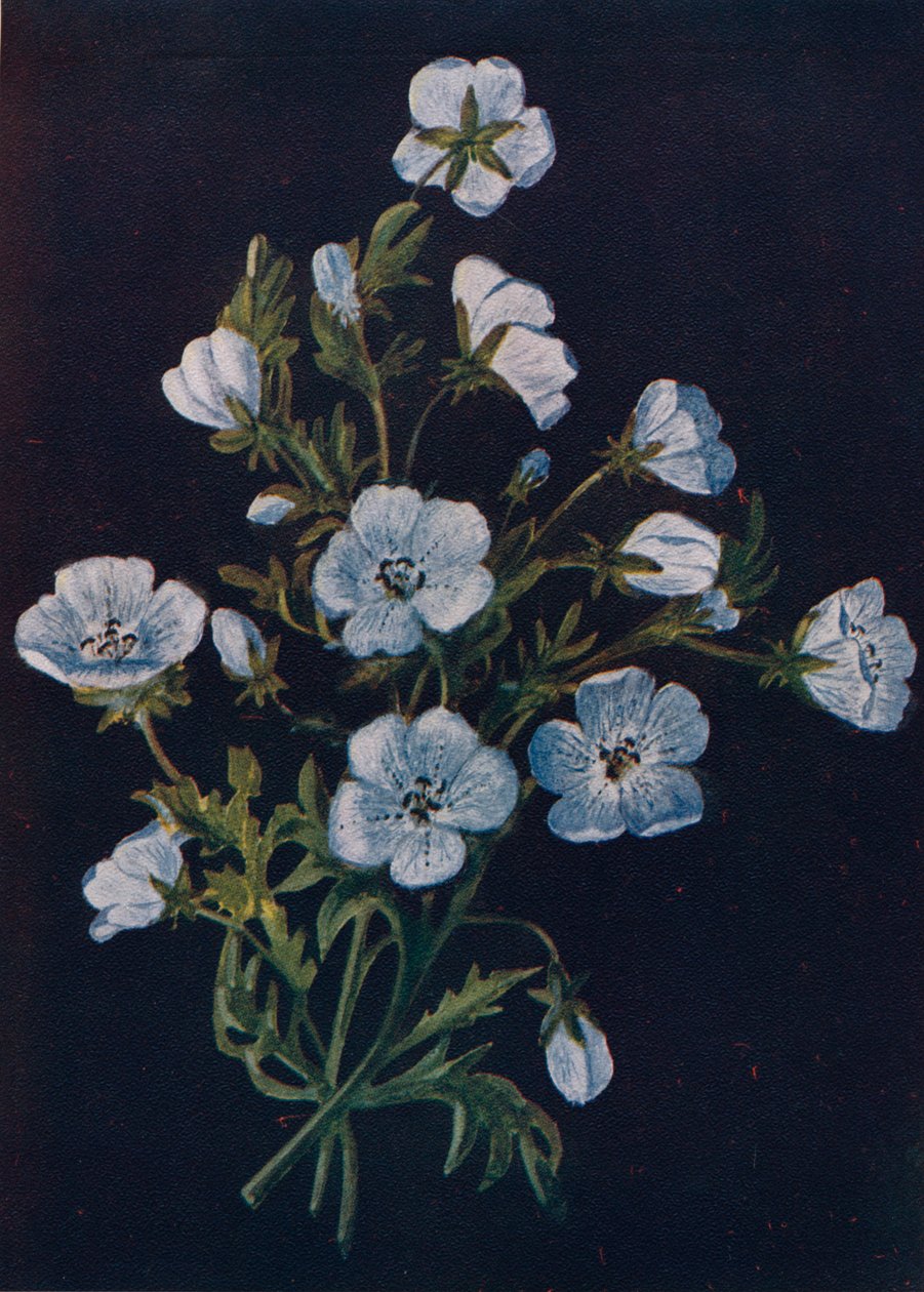 Baby-Blue-Eyes, c1915, 1915 af Emma Graham Clock
