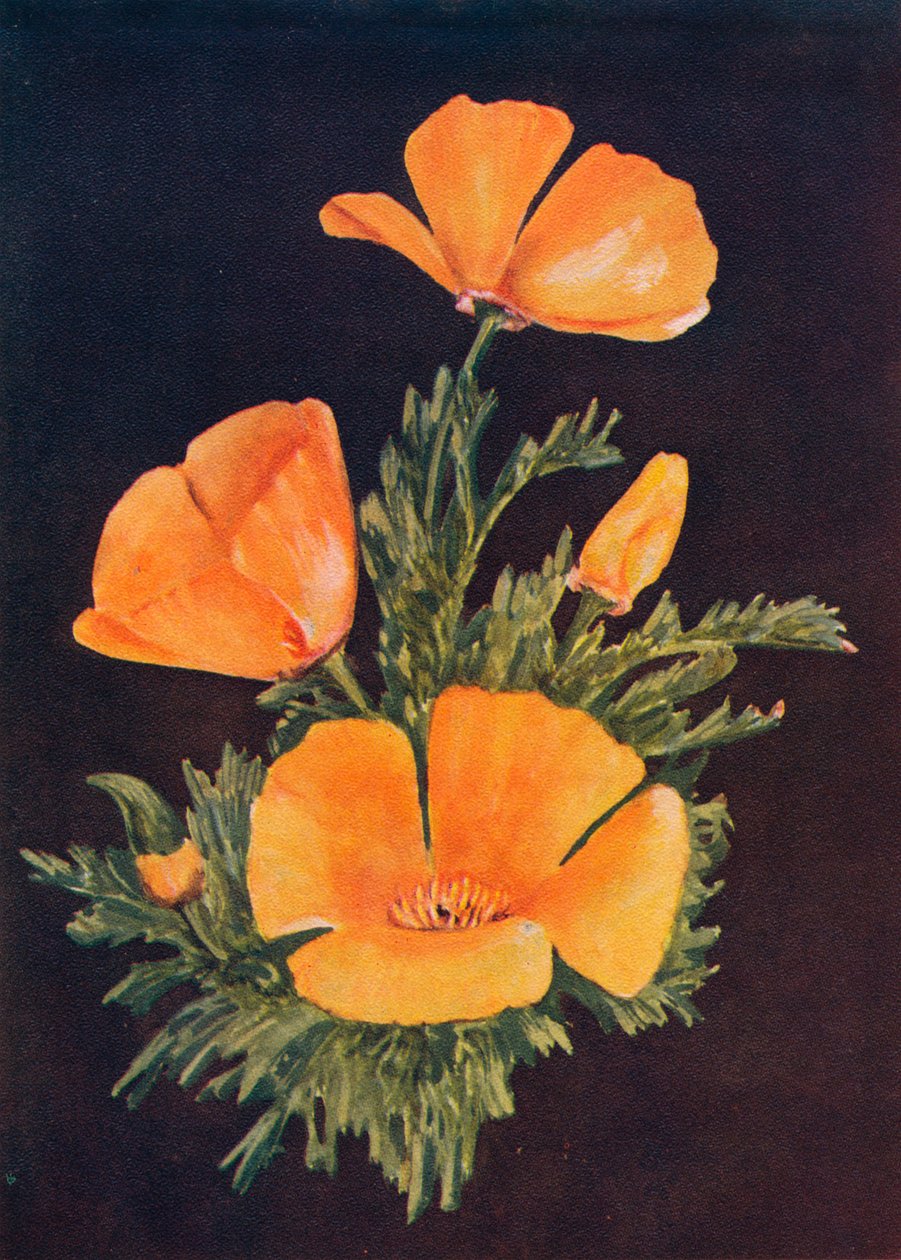 California Poppy, c1915, 1915 af Emma Graham Clock