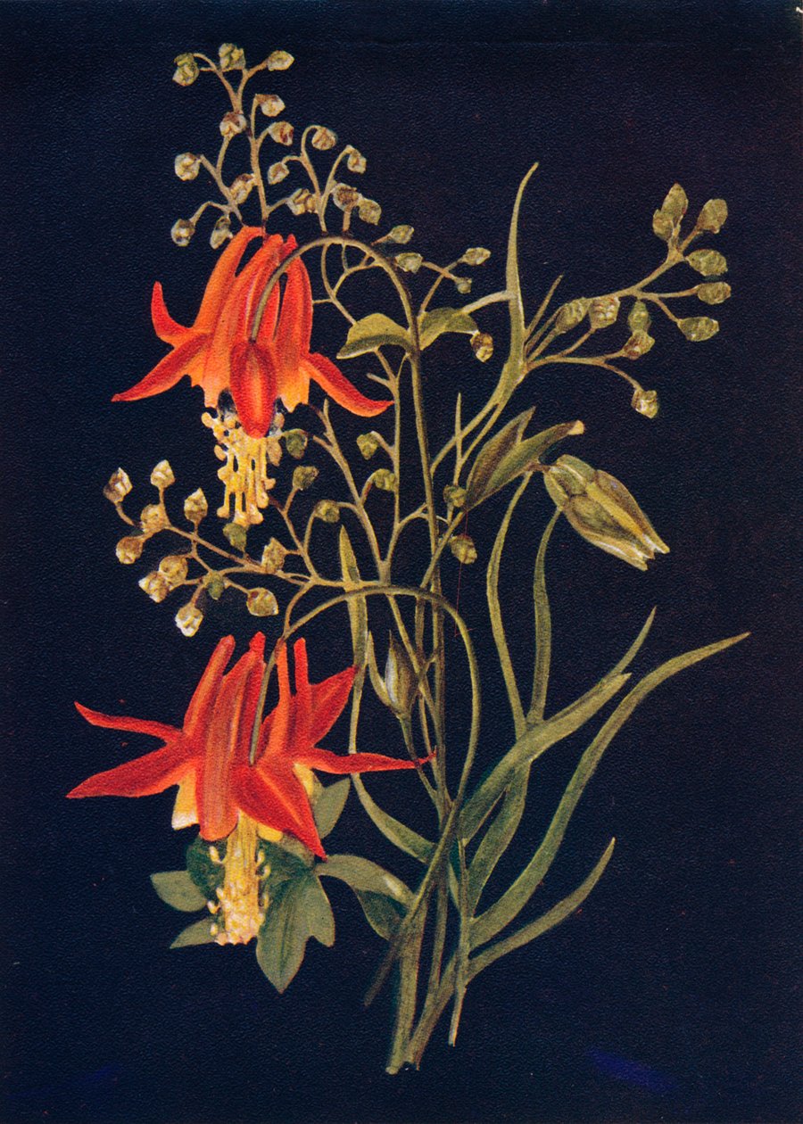 Columbine, c1915, 1915 af Emma Graham Clock