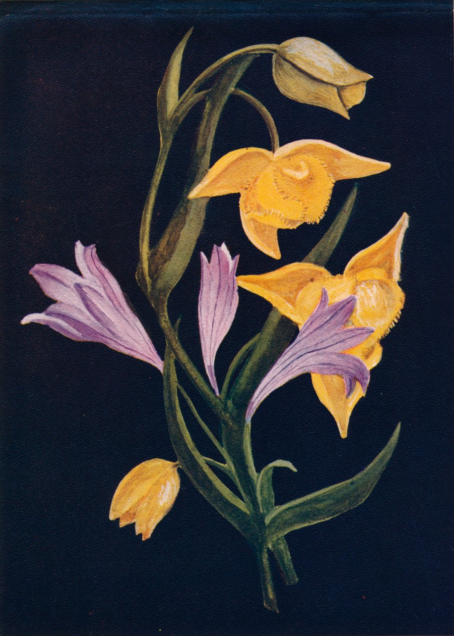 Diogenes Lantern & Harvest Brodiaea, c1915, 1915 af Emma Graham Clock
