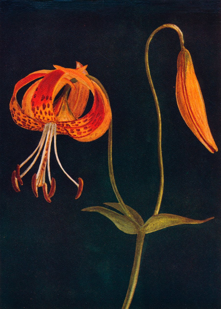 Leopard Lily, c1915, 1915 af Emma Graham Clock