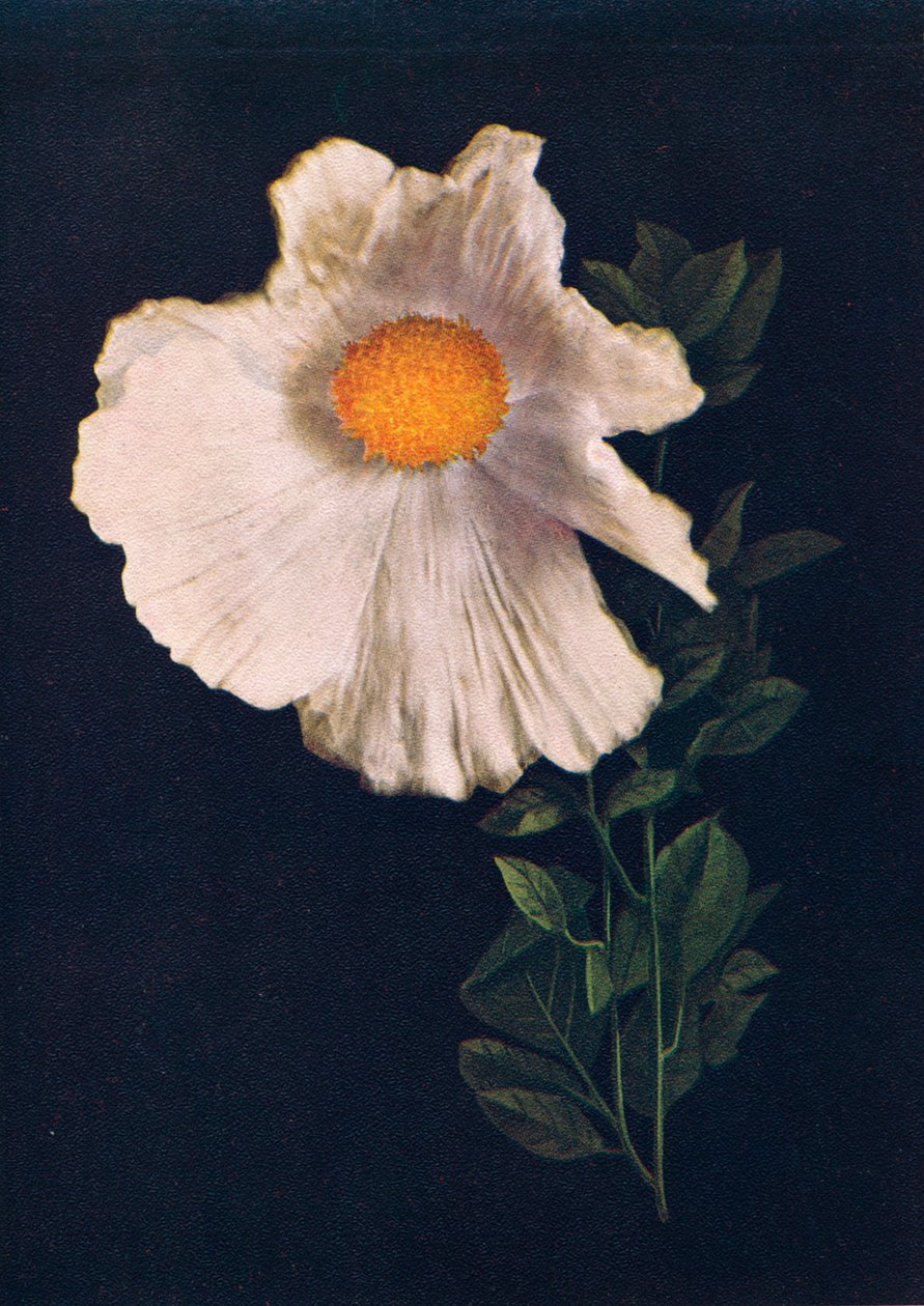 Matilija Poppy, c1915, 1915 af Emma Graham Clock