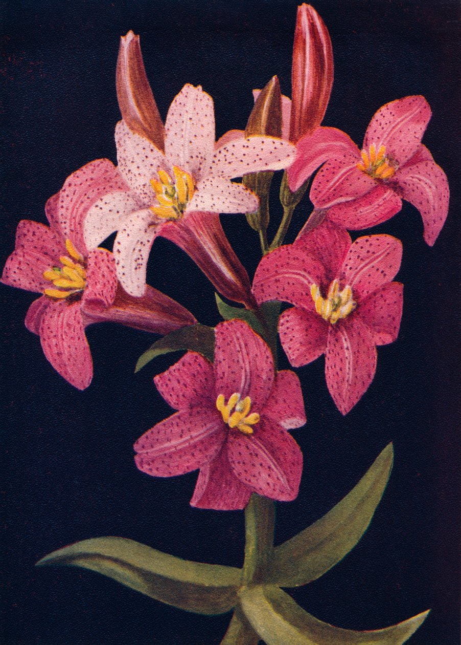 Ruby Lily, c1915, 1915 af Emma Graham Clock