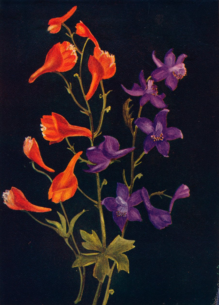 Scarlet and Blue Larkspur, c1915, 1915 af Emma Graham Clock