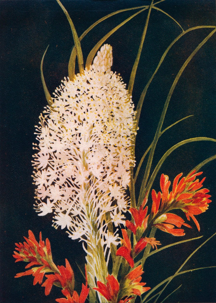 Squaw Grass and Scarlet Paint Brush, c1915, 1915 af Emma Graham Clock