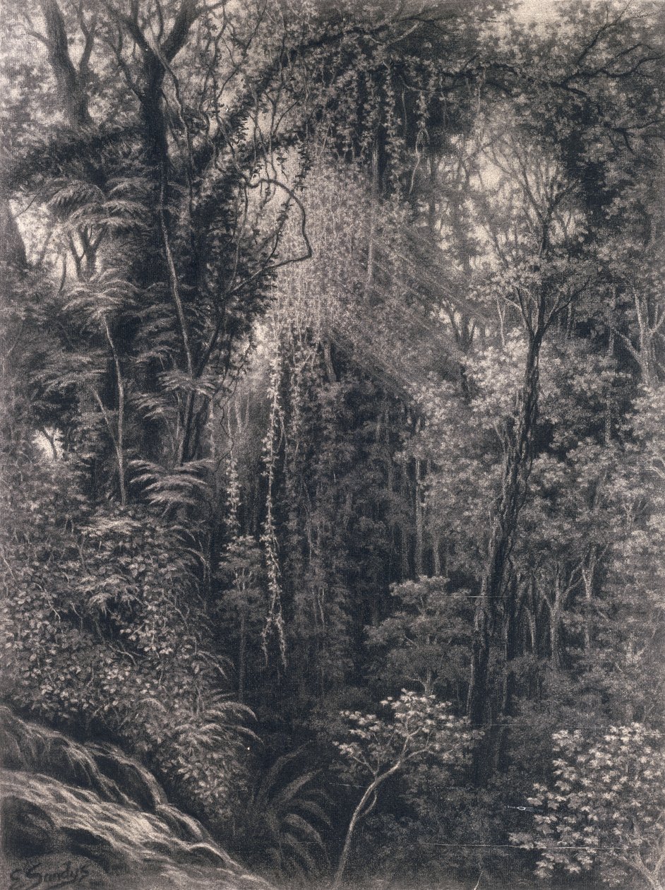 Udsigt over kløften over Apia, Upolu, Vest-Samoa, 1877 (kul på papir) af Emma Sandys