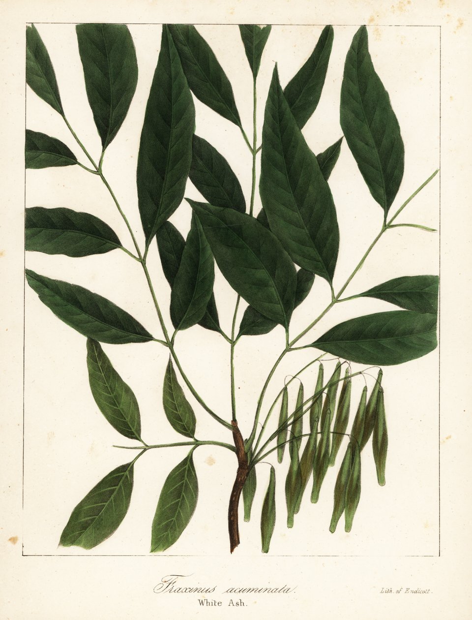 Amerikansk ask, Fraxinus americana (hvid ask, Fraxinus acuminata) af Endicott Endicott