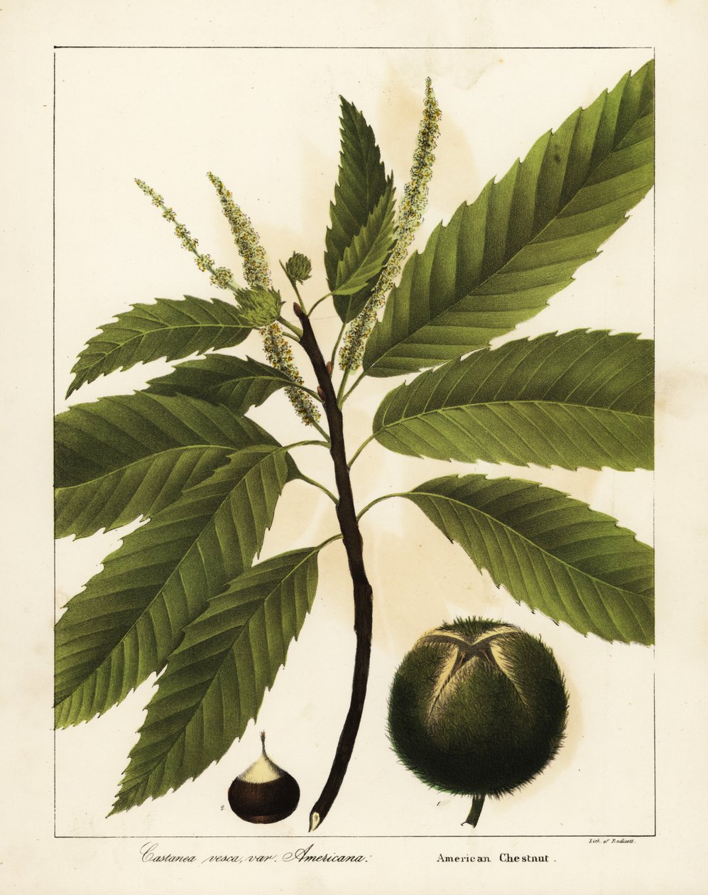 Amerikansk kastanje, Castanea dentata Castanea vesca var af Endicott Endicott