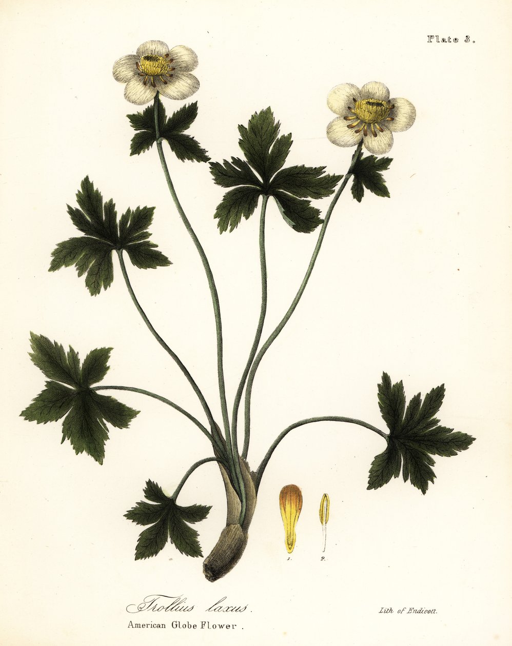 Amerikansk klodeblomst eller amerikansk spredende klodeblomst, Trollius laxus af Endicott Endicott
