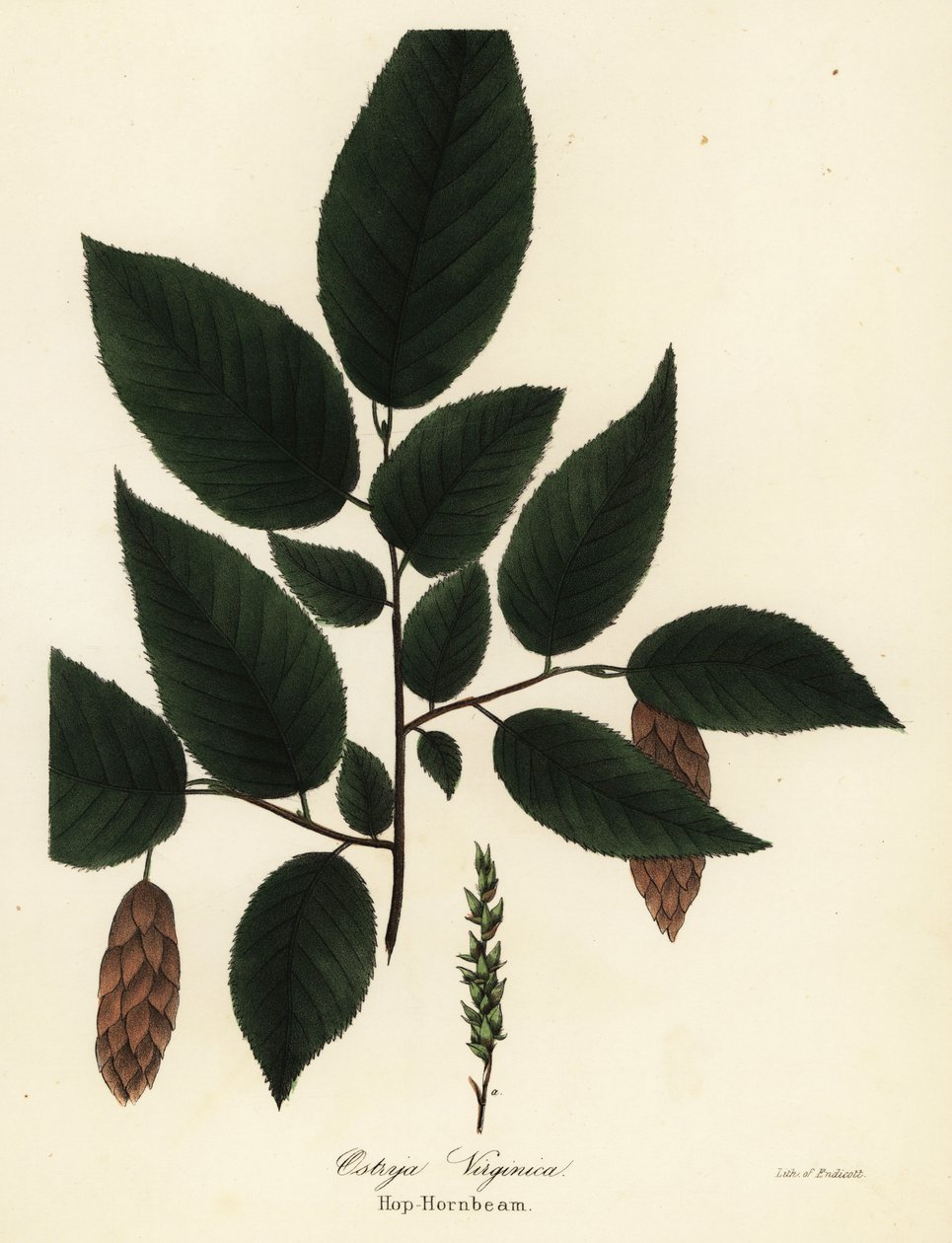Amerikansk humlebøg, Ostrya virginiana (Humle-avnbøg, Ostrya virginica) af Endicott Endicott