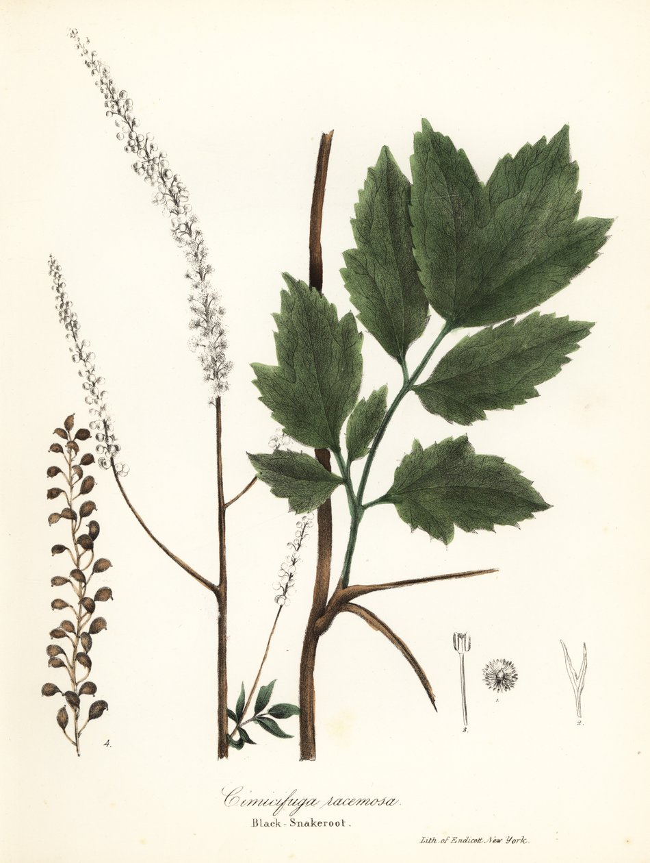 Sort cohosh, sort bugbane, sort slangerod eller eventyrlys, Actaea racemosa (Cimicifuga racemosa) af Endicott Endicott