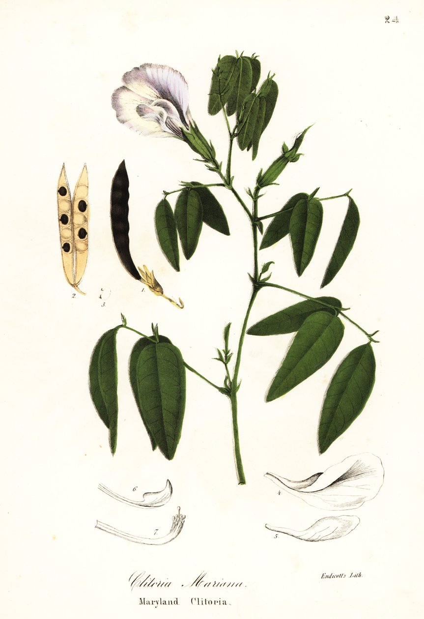 Sommerfugleært, atlantiske duevinger eller Maryland clitoria, Clitoria mariana af Endicott Endicott