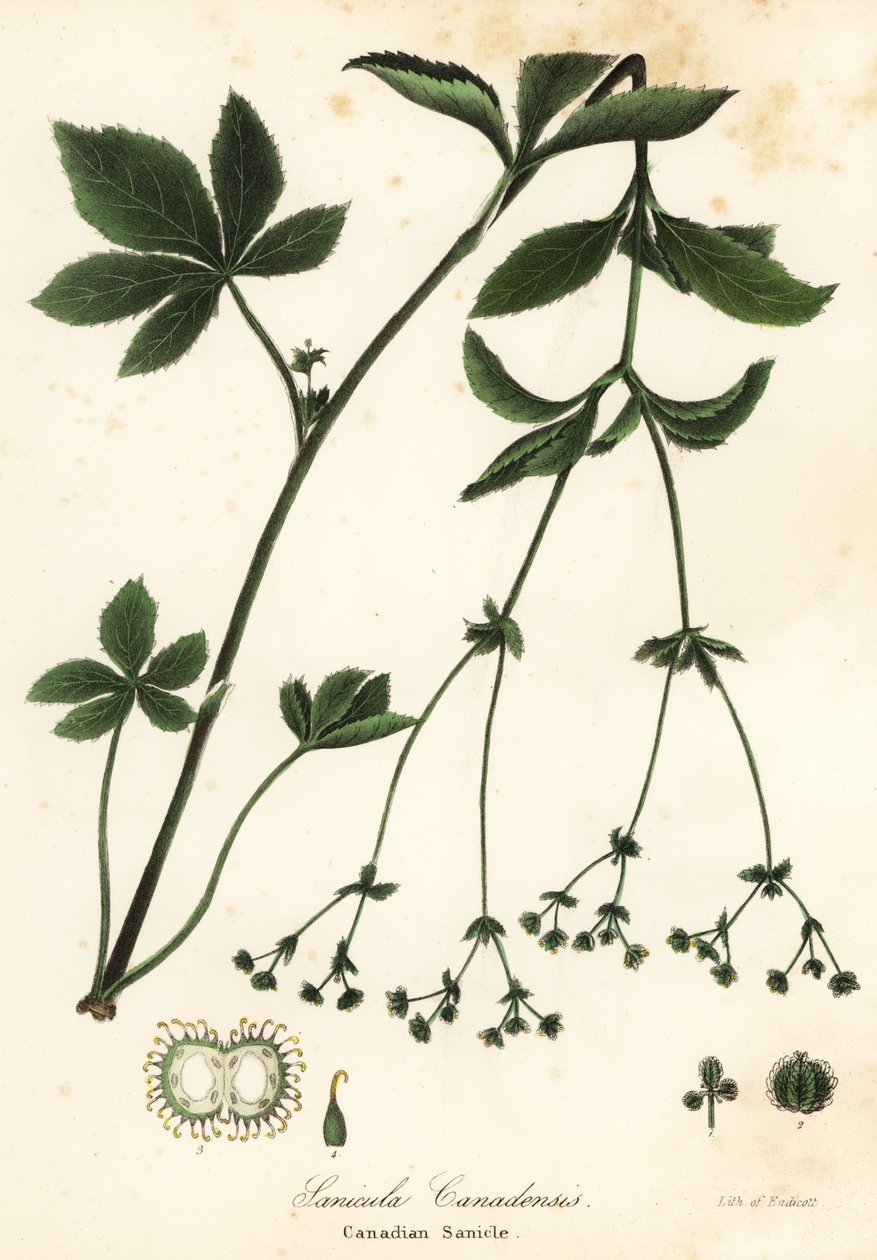 Canadisk Blacksnakeroot eller Canadisk Sanicle, Sanicula canadensis af Endicott Endicott