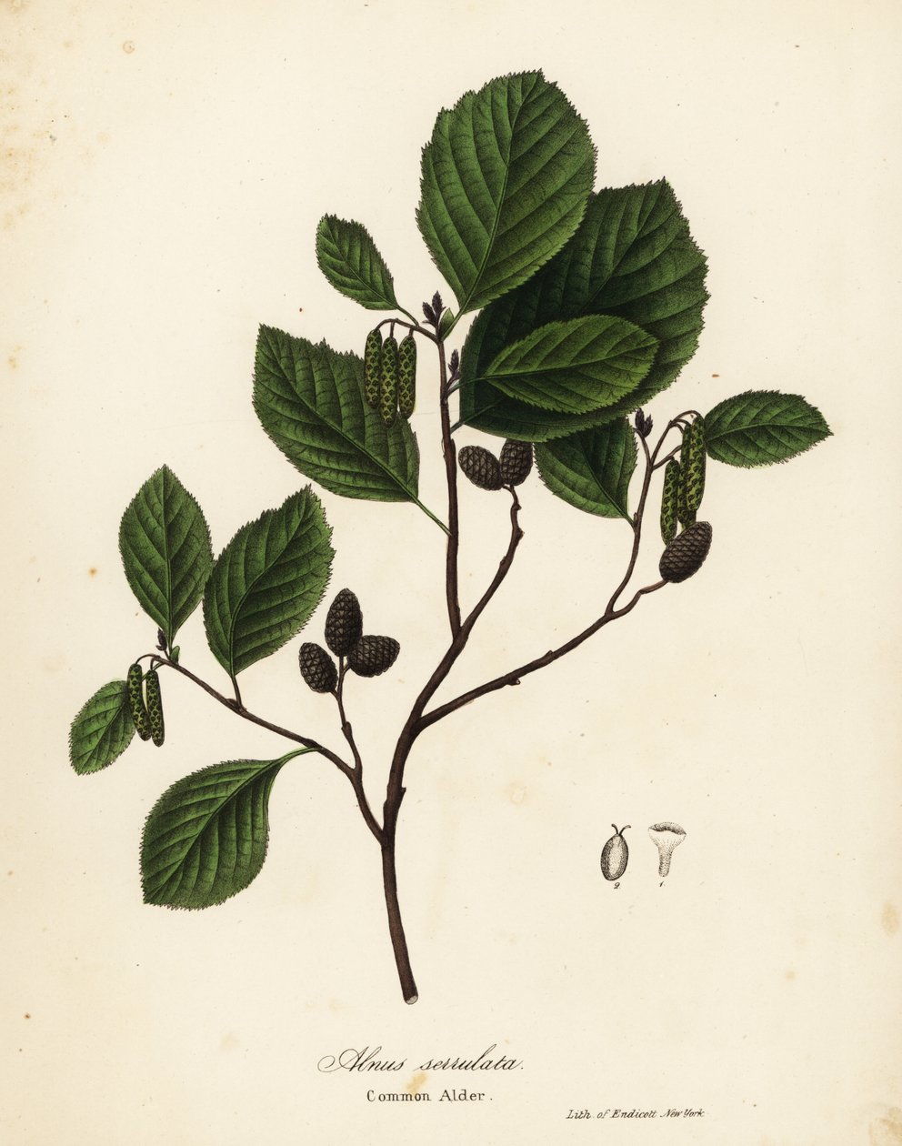 Almindelig el, hasselel eller glat el, Alnus serrulata af Endicott Endicott