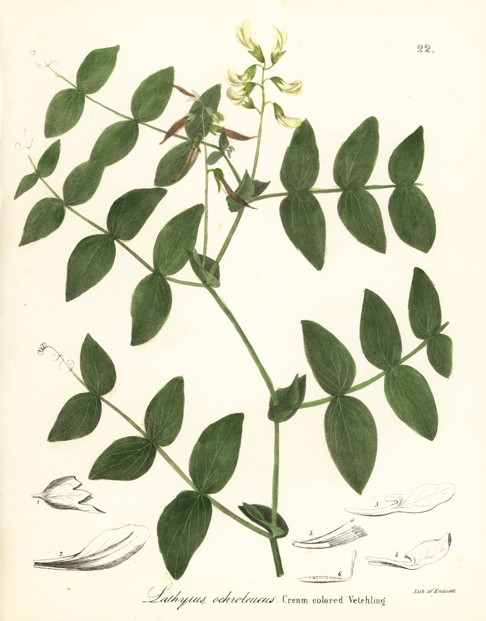 Flødeært eller cremefarvet vikke, Lathyrus ochroleucus af Endicott Endicott