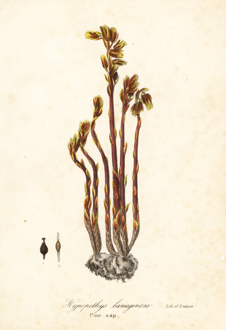 Hollænderpibe, falske bøgedråber, fyrresaft eller gul fuglerede, Monotropa hypopitys (fyrsaft, Hypopithys lanuginosa) af Endicott Endicott