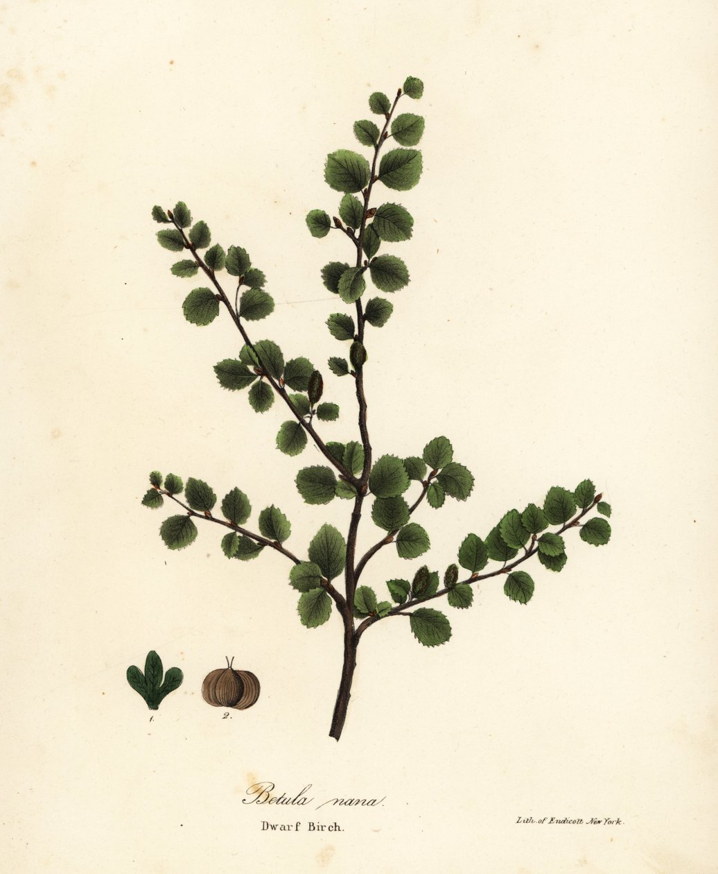 Dværgbirk, Betula nana af Endicott Endicott