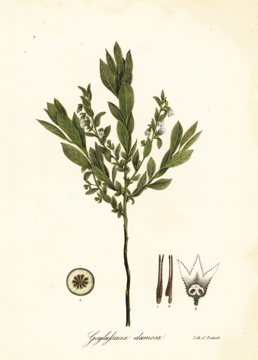 Dværghuckleberry, bush huckleberry eller gopherberry, Gaylussacia dumosa af Endicott Endicott