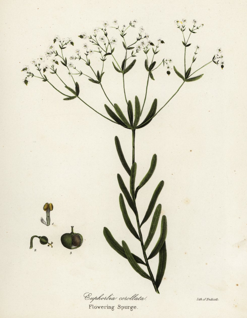 Blomstrende spurge, Euphorbia corollata af Endicott Endicott