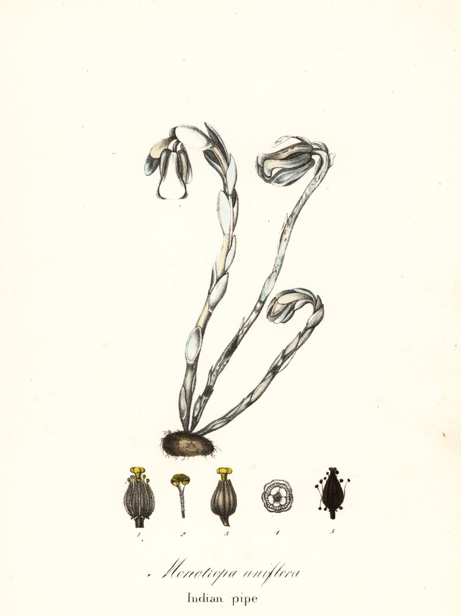 Spøgelsesplante, spøgelsespibe, indisk pibe eller ligplante, Monotropa uniflora af Endicott Endicott