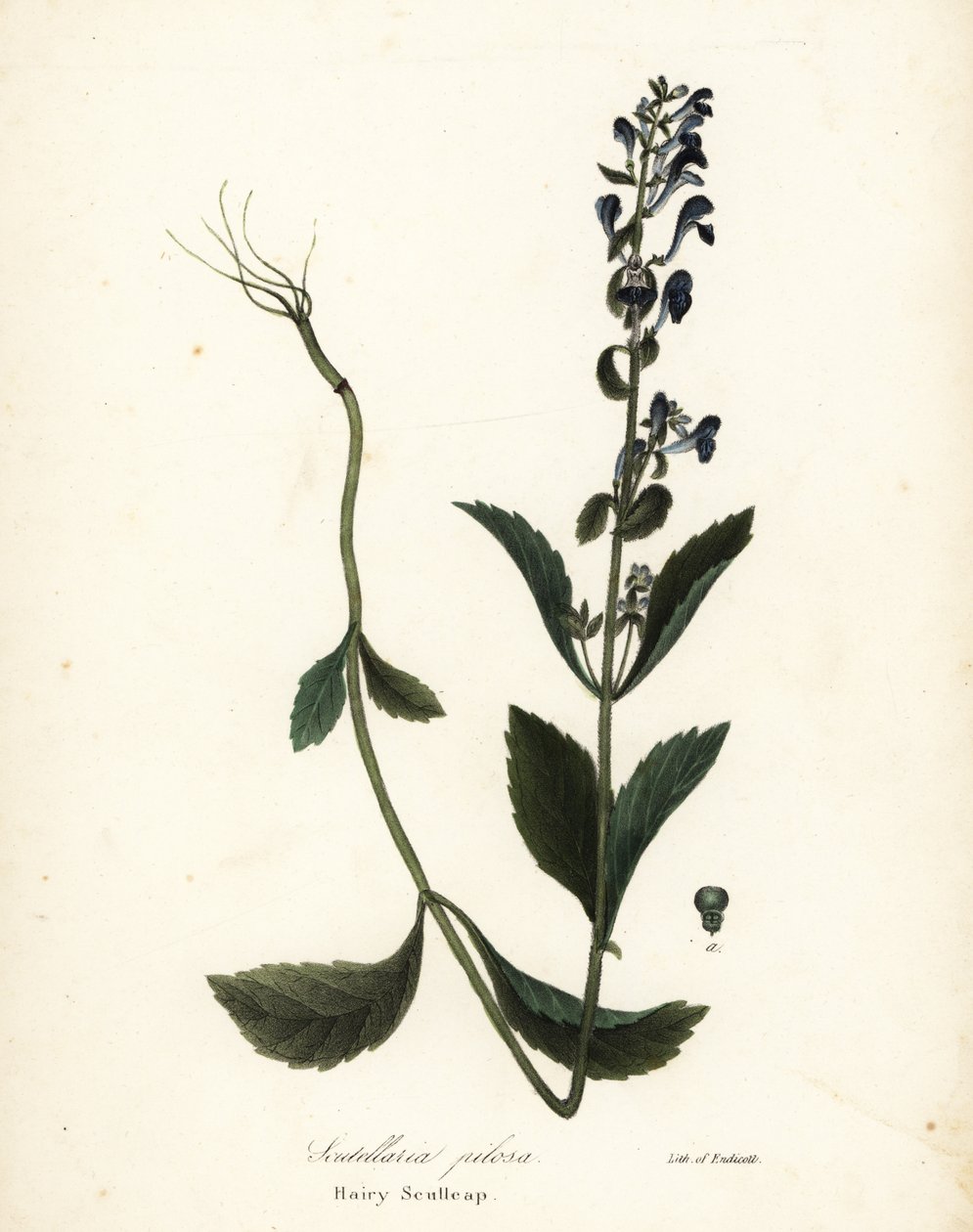 Behåret kalot, Scutellaria elliptica (Scutellaria pilosa) af Endicott Endicott