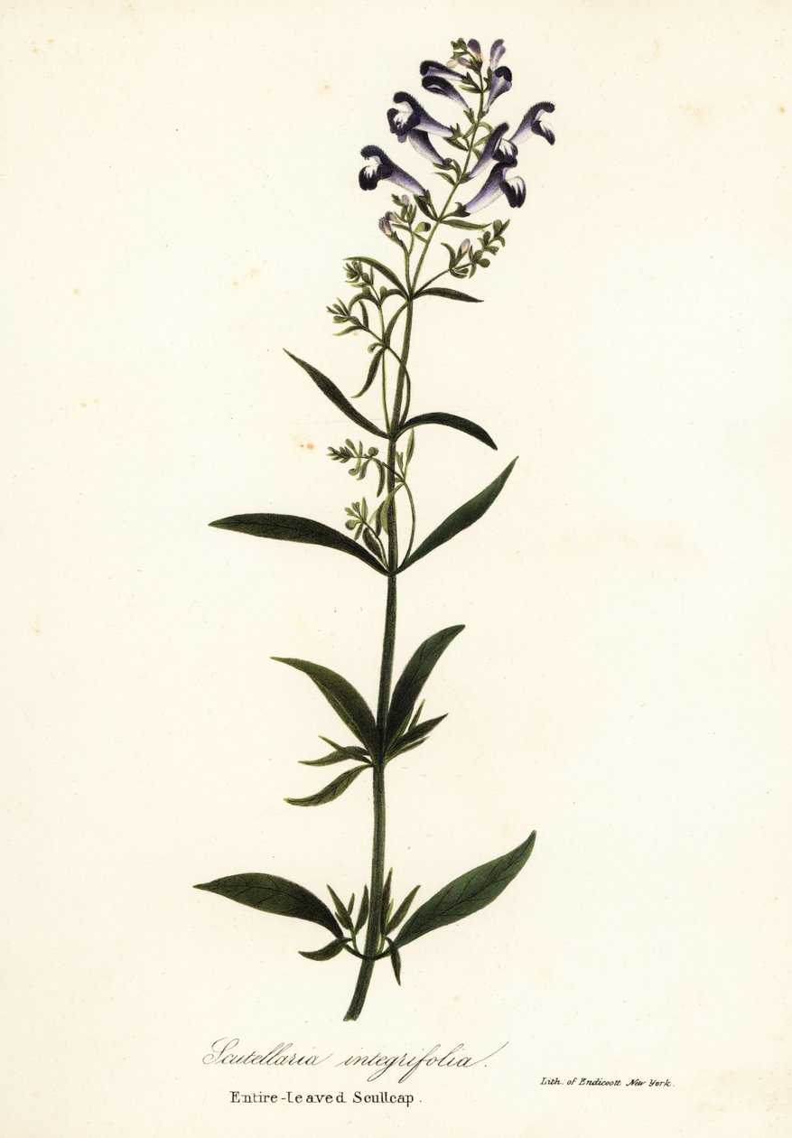 Hjelmblomst, hjelmkalot eller helbladet kalot, Scutellaria integrifolia af Endicott Endicott