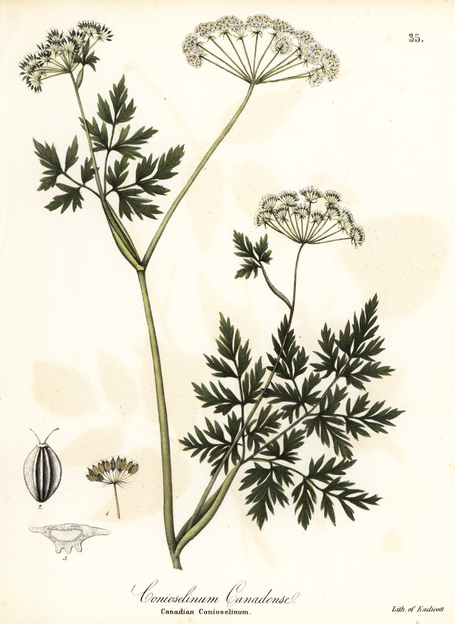 Hemlock-persille af Endicott Endicott