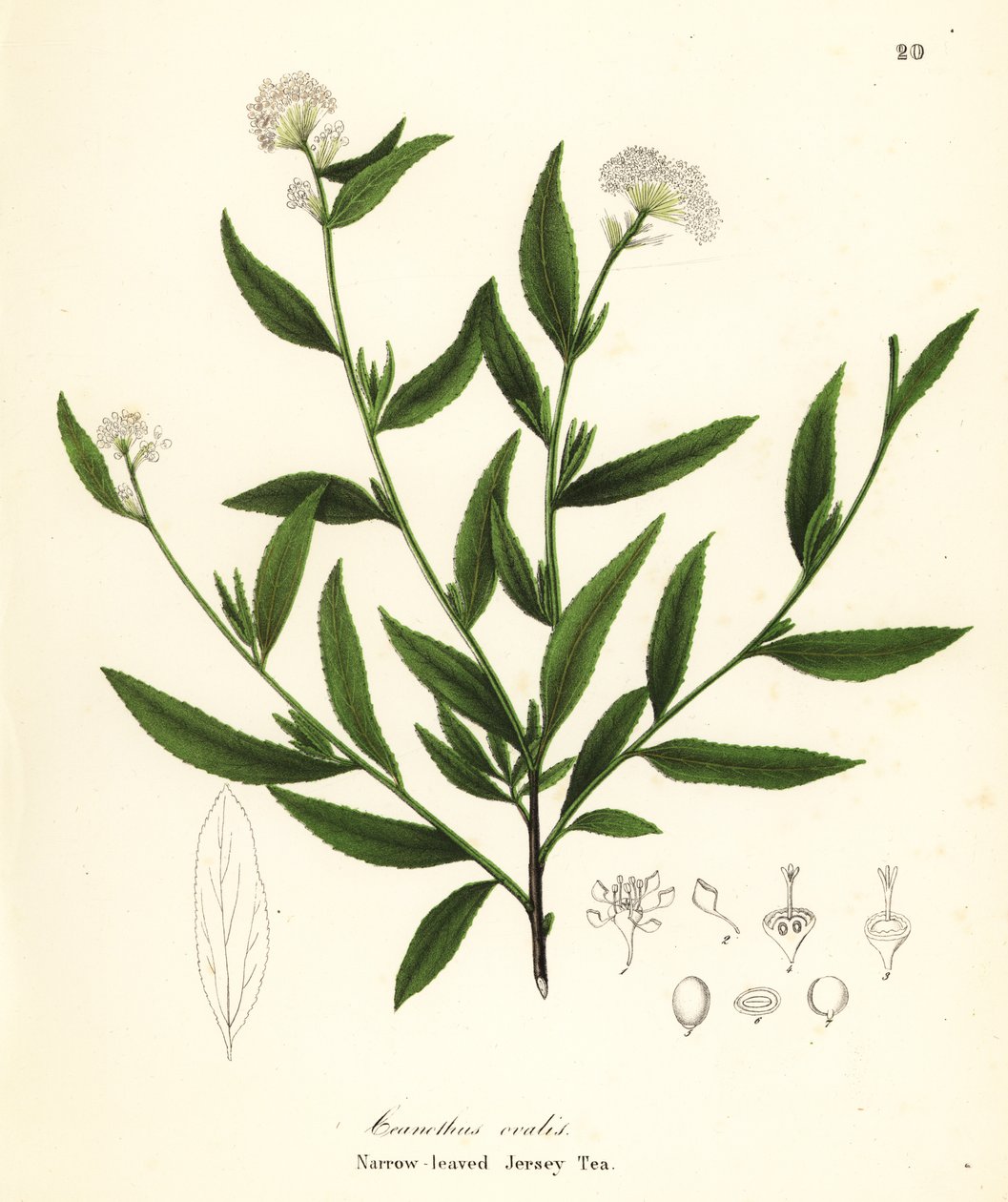 Jersey-te, Ceanothus herbaceus (Smalbladet Jersey-te, Ceanothus ovalis) af Endicott Endicott