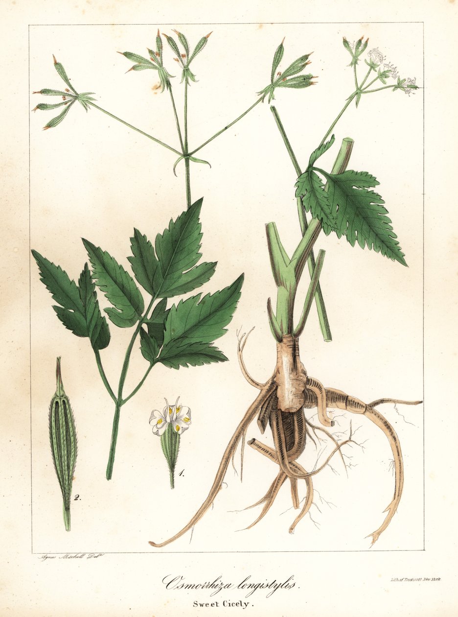 Langstilet sød-cicely, longstyle sweetroot eller sød cicely, Osmorhiza longistylis af Endicott Endicott
