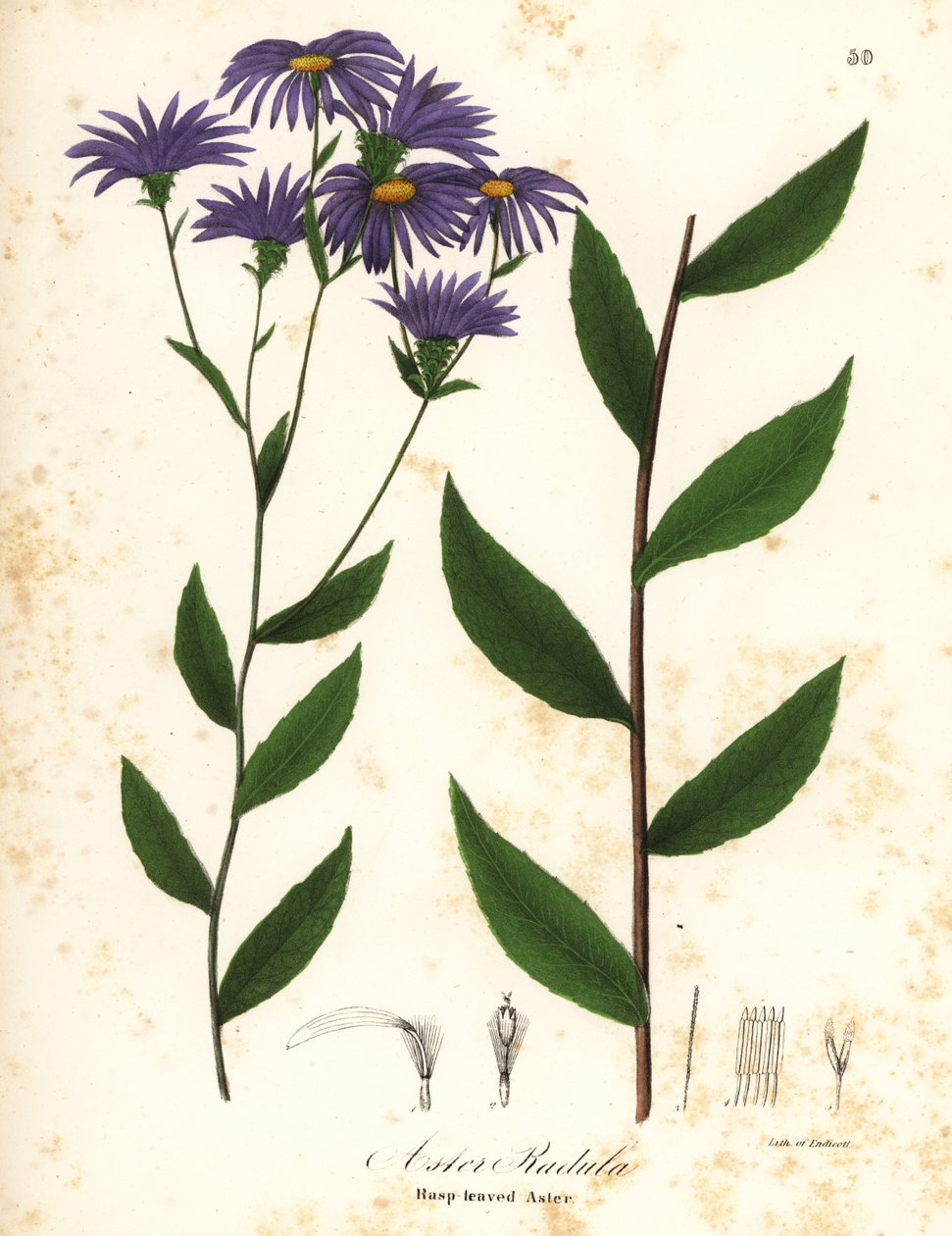 Lav ru aster eller ru træaster, Eurybia radula (Rasp-leaved aster, Aster radula) af Endicott Endicott