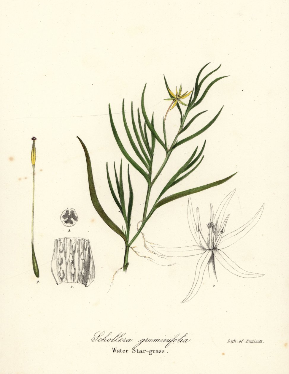 Mudderplantain eller vandhyacint, Heteranthera dubia (Vandstjernegræs, Schollera graminifolia) af Endicott Endicott