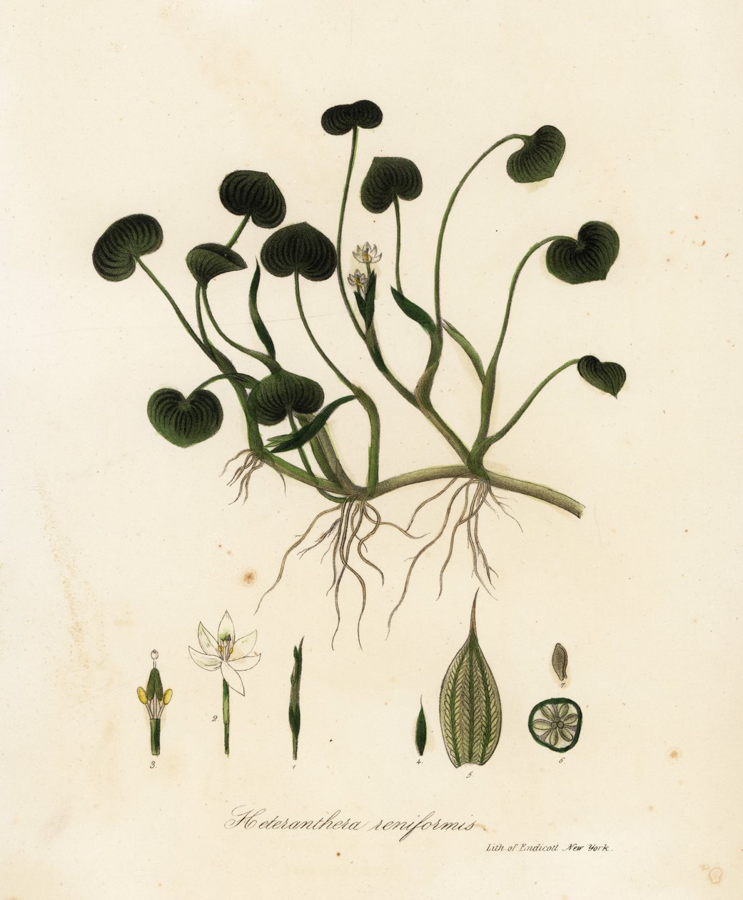 Mudderplantain eller vandhyacint, Heteranthera reniformis af Endicott Endicott