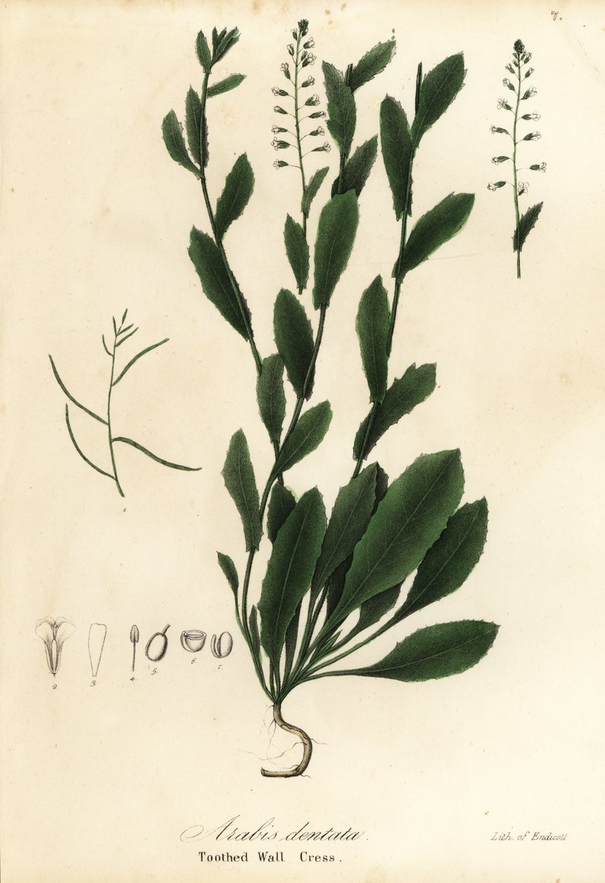 Murbeckiella pinnatifida (Tandvægkarse, Arabis dentata) af Endicott Endicott