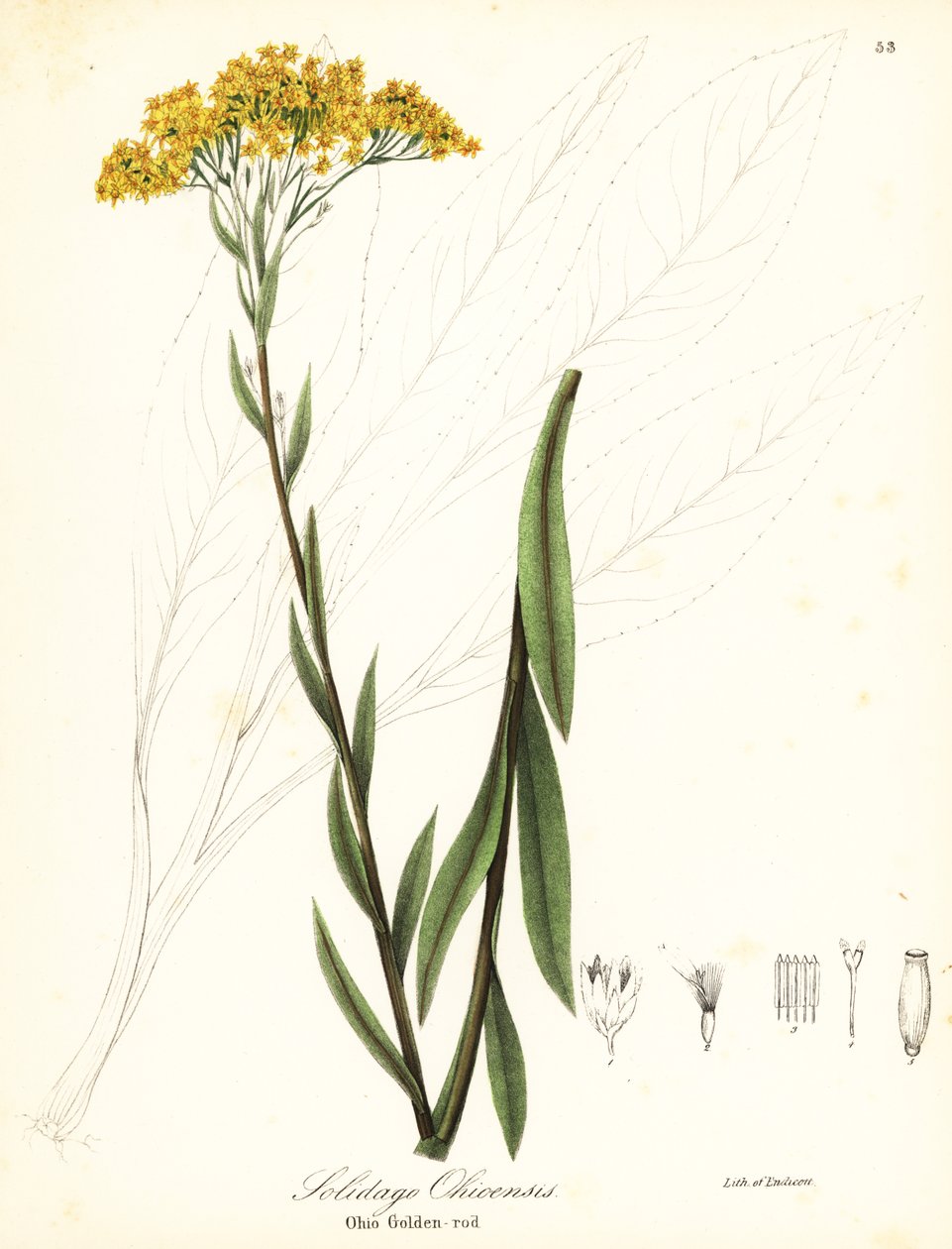 Ohio guldris, Solidago ohioensis af Endicott Endicott