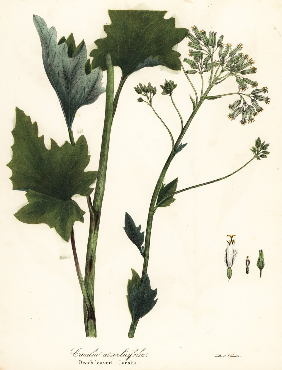 Bleg indisk plantain, Arnoglossum atriplicifolium (orangebladede cacalia, Cacalia atriplicifolia) af Endicott Endicott