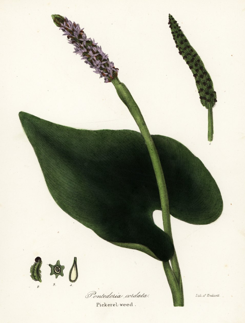 Pickerel-ukrudt, Pontederia cordata af Endicott Endicott