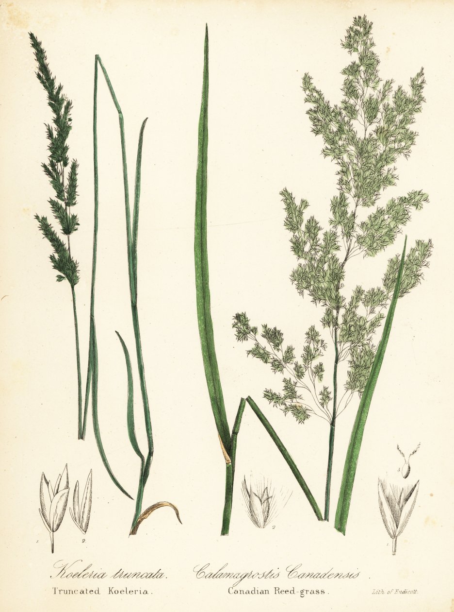 Præriekileskæl, Sphenopholis obtusata og canadisk rørgræs, Calamagrostis canadensis af Endicott Endicott
