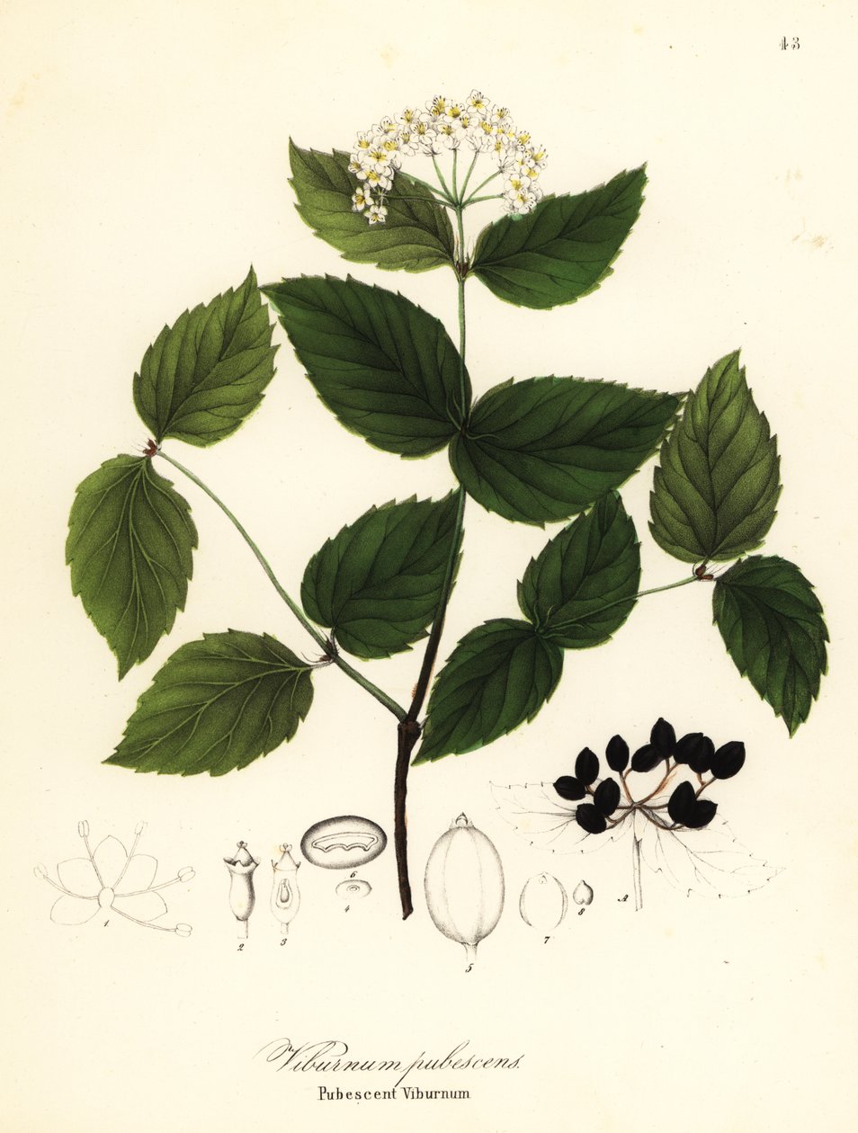 Pubescent viburnum, viburnum pubescens af Endicott Endicott