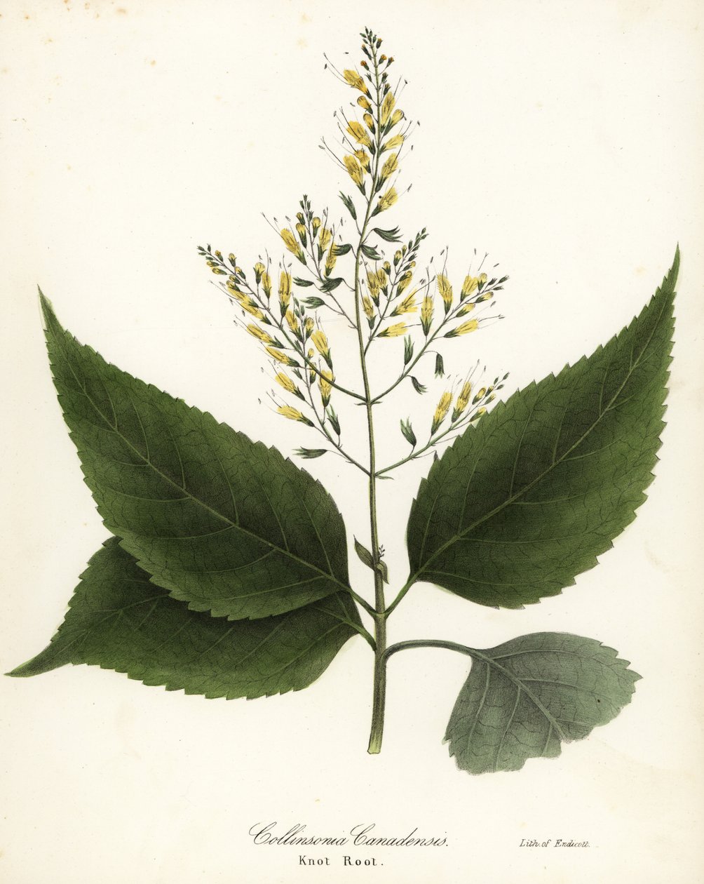 Richweed eller knuderod, Collinsonia canadensis af Endicott Endicott