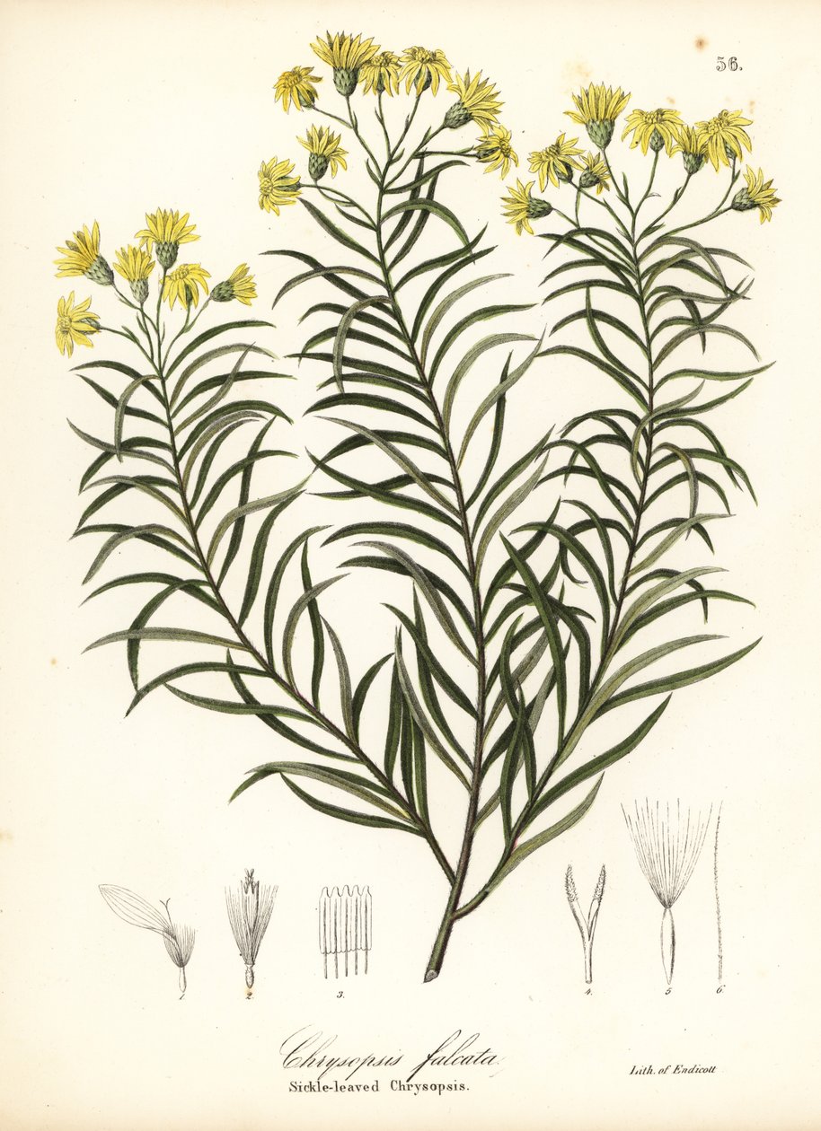 Seglbladet silkegræs eller seglbladet gylden aster, Pityopsis falcata (seglbladet chrysopsis, Chrysopsis falcata) af Endicott Endicott
